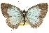  ( - 11ANIC-06676)  @11 [ ] CreativeCommons - Attribution (2011) ANIC/CBG Photography Group Centre for Biodiversity Genomics