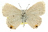  (Catochrysops amasea - 11ANIC-06680)  @11 [ ] CreativeCommons - Attribution (2011) ANIC/CBG Photography Group Centre for Biodiversity Genomics