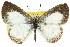  ( - 11ANIC-06713)  @11 [ ] CreativeCommons - Attribution (2011) ANIC/CBG Photography Group Centre for Biodiversity Genomics