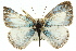  ( - 11ANIC-06715)  @11 [ ] CreativeCommons - Attribution (2011) ANIC/CBG Photography Group Centre for Biodiversity Genomics