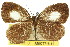  (Neopithecops - 11ANIC-06716)  @11 [ ] CreativeCommons - Attribution (2011) ANIC/CBG Photography Group Centre for Biodiversity Genomics