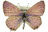  (Euchrysops - 11ANIC-06724)  @15 [ ] CreativeCommons - Attribution (2011) ANIC/CBG Photography Group Centre for Biodiversity Genomics