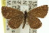  (Freyeria - 11ANIC-06728)  @14 [ ] CreativeCommons - Attribution (2011) ANIC/CBG Photography Group Centre for Biodiversity Genomics