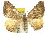  (Chrysolarentia heteroleuca - 11ANIC-06747)  @15 [ ] CreativeCommons - Attribution (2011) ANIC/CBG Photography Group Centre for Biodiversity Genomics