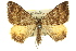  ( - 11ANIC-06749)  @15 [ ] CreativeCommons - Attribution (2011) ANIC/CBG Photography Group Centre for Biodiversity Genomics
