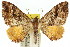 (Chrysolarentia cydalima - 11ANIC-06755)  @15 [ ] CreativeCommons - Attribution (2011) ANIC/CBG Photography Group Centre for Biodiversity Genomics