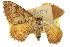  (Chrysolarentia doliopis - 11ANIC-06760)  @11 [ ] CreativeCommons - Attribution (2011) ANIC/CBG Photography Group Centre for Biodiversity Genomics