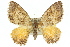  ( - 11ANIC-06762)  @13 [ ] CreativeCommons - Attribution (2011) ANIC/CBG Photography Group Centre for Biodiversity Genomics