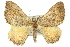  ( - 11ANIC-06763)  @11 [ ] CreativeCommons - Attribution (2011) ANIC/CBG Photography Group Centre for Biodiversity Genomics