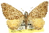  ( - 11ANIC-06764)  @11 [ ] CreativeCommons - Attribution (2011) ANIC/CBG Photography Group Centre for Biodiversity Genomics