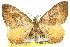  ( - 11ANIC-06765)  @11 [ ] CreativeCommons - Attribution (2011) ANIC/CBG Photography Group Centre for Biodiversity Genomics