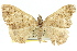  ( - 11ANIC-06766)  @11 [ ] CreativeCommons - Attribution (2011) ANIC/CBG Photography Group Centre for Biodiversity Genomics