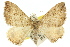  ( - 11ANIC-06767)  @11 [ ] CreativeCommons - Attribution (2011) ANIC/CBG Photography Group Centre for Biodiversity Genomics