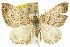  ( - 11ANIC-06768)  @11 [ ] CreativeCommons - Attribution (2011) ANIC/CBG Photography Group Centre for Biodiversity Genomics