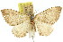 ( - 11ANIC-06769)  @11 [ ] CreativeCommons - Attribution (2011) ANIC/CBG Photography Group Centre for Biodiversity Genomics