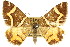  (Chrysolarentia oxygona - 11ANIC-06774)  @14 [ ] CreativeCommons - Attribution (2011) ANIC/CBG Photography Group Centre for Biodiversity Genomics