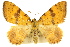  ( - 11ANIC-06779)  @11 [ ] CreativeCommons - Attribution (2011) ANIC/CBG Photography Group Centre for Biodiversity Genomics