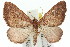  ( - 11ANIC-06780)  @14 [ ] CreativeCommons - Attribution (2011) ANIC/CBG Photography Group Centre for Biodiversity Genomics