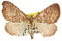  ( - 11ANIC-06781)  @11 [ ] CreativeCommons - Attribution (2011) ANIC/CBG Photography Group Centre for Biodiversity Genomics