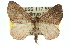  ( - 11ANIC-06782)  @14 [ ] CreativeCommons - Attribution (2011) ANIC/CBG Photography Group Centre for Biodiversity Genomics