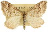  ( - 11ANIC-06786)  @11 [ ] CreativeCommons - Attribution (2011) ANIC/CBG Photography Group Centre for Biodiversity Genomics