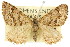  ( - 11ANIC-06787)  @11 [ ] CreativeCommons - Attribution (2011) ANIC/CBG Photography Group Centre for Biodiversity Genomics