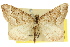  (Chrysolarentia cryeropa - 11ANIC-06788)  @11 [ ] CreativeCommons - Attribution (2011) ANIC/CBG Photography Group Centre for Biodiversity Genomics