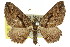  ( - 11ANIC-06790)  @11 [ ] CreativeCommons - Attribution (2011) ANIC/CBG Photography Group Centre for Biodiversity Genomics