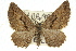  ( - 11ANIC-06793)  @11 [ ] CreativeCommons - Attribution (2011) ANIC/CBG Photography Group Centre for Biodiversity Genomics