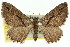  ( - 11ANIC-06795)  @11 [ ] CreativeCommons - Attribution (2011) ANIC/CBG Photography Group Centre for Biodiversity Genomics