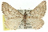  ( - 11ANIC-06808)  @11 [ ] CreativeCommons - Attribution (2011) ANIC/CBG Photography Group Centre for Biodiversity Genomics