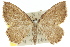  (Chrysolarentia microcyma - 11ANIC-06821)  @15 [ ] CreativeCommons - Attribution (2011) ANIC/CBG Photography Group Centre for Biodiversity Genomics