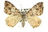  (Chrysolarentia synchora - 11ANIC-06828)  @15 [ ] CreativeCommons - Attribution (2011) ANIC/CBG Photography Group Centre for Biodiversity Genomics