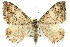 ( - 11ANIC-06830)  @14 [ ] CreativeCommons - Attribution (2011) ANIC/CBG Photography Group Centre for Biodiversity Genomics