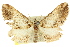  ( - 11ANIC-06835)  @11 [ ] CreativeCommons - Attribution (2011) ANIC/CBG Photography Group Centre for Biodiversity Genomics