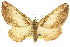  ( - 11ANIC-06838)  @11 [ ] CreativeCommons - Attribution (2011) ANIC/CBG Photography Group Centre for Biodiversity Genomics