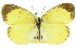  (Eurema laeta - 11ANIC-06856)  @15 [ ] CreativeCommons - Attribution (2011) ANIC/CBG Photography Group Centre for Biodiversity Genomics