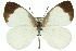  ( - 11ANIC-06874)  @11 [ ] CreativeCommons - Attribution (2011) ANIC/CBG Photography Group Centre for Biodiversity Genomics