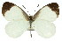  ( - 11ANIC-06877)  @11 [ ] CreativeCommons - Attribution (2011) ANIC/CBG Photography Group Centre for Biodiversity Genomics