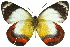  ( - 11ANIC-06887)  @11 [ ] CreativeCommons - Attribution (2011) ANIC/CBG Photography Group Centre for Biodiversity Genomics