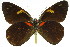  ( - 11ANIC-06891)  @15 [ ] CreativeCommons - Attribution (2011) ANIC/CBG Photography Group Centre for Biodiversity Genomics