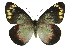  ( - 11ANIC-06898)  @14 [ ] CreativeCommons - Attribution (2011) ANIC/CBG Photography Group Centre for Biodiversity Genomics