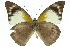  ( - 11ANIC-06919)  @11 [ ] CreativeCommons - Attribution (2011) ANIC/CBG Photography Group Centre for Biodiversity Genomics