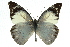  ( - 11ANIC-06920)  @11 [ ] CreativeCommons - Attribution (2011) ANIC/CBG Photography Group Centre for Biodiversity Genomics