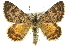  (Chrysolarentia hedylepta - 11ANIC-06947)  @15 [ ] CreativeCommons - Attribution (2011) ANIC/CBG Photography Group Centre for Biodiversity Genomics