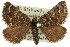  ( - 11ANIC-06950)  @11 [ ] CreativeCommons - Attribution (2011) ANIC/CBG Photography Group Centre for Biodiversity Genomics