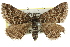  ( - 11ANIC-06951)  @15 [ ] CreativeCommons - Attribution (2011) ANIC/CBG Photography Group Centre for Biodiversity Genomics