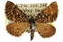  (Chrysolarentia phaeoxutha - 11ANIC-06956)  @14 [ ] CreativeCommons - Attribution (2011) ANIC/CBG Photography Group Centre for Biodiversity Genomics
