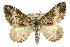  ( - 11ANIC-06965)  @14 [ ] CreativeCommons - Attribution (2011) ANIC/CBG Photography Group Centre for Biodiversity Genomics