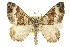  ( - 11ANIC-06966)  @14 [ ] CreativeCommons - Attribution (2011) ANIC/CBG Photography Group Centre for Biodiversity Genomics
